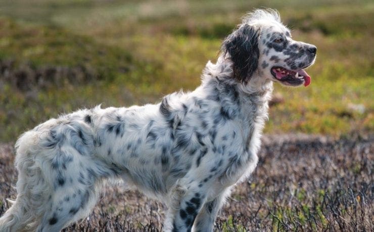 An English setter being trained on Moors in England