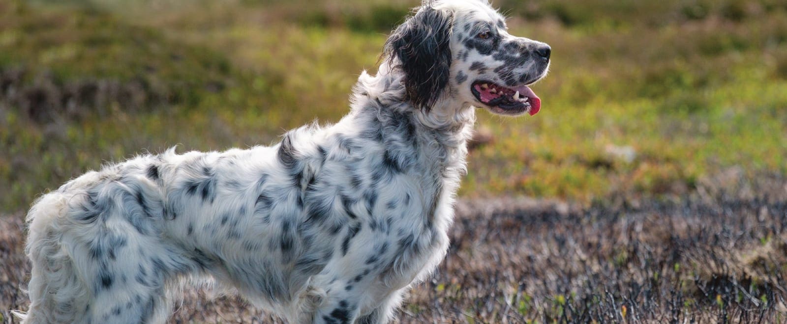 english setter working