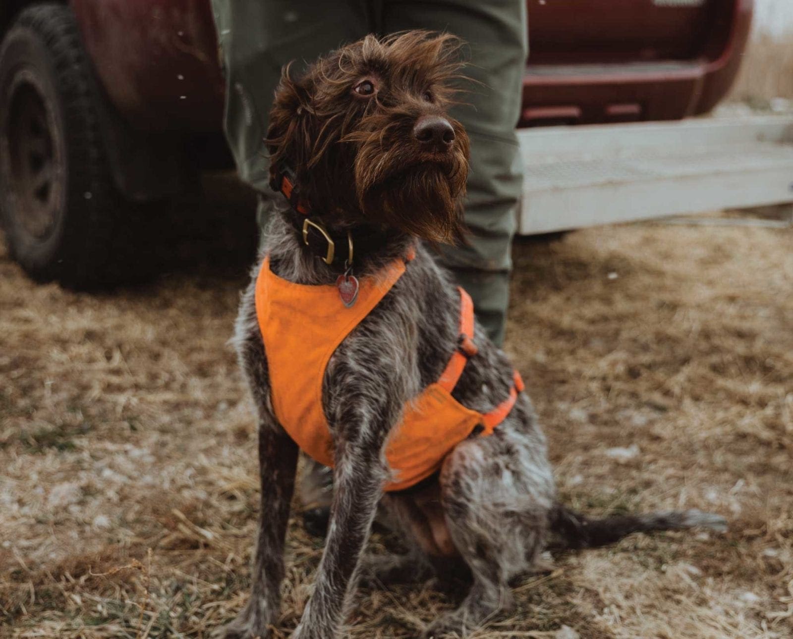 A purebred wirehaired pointing griffon on a hunt