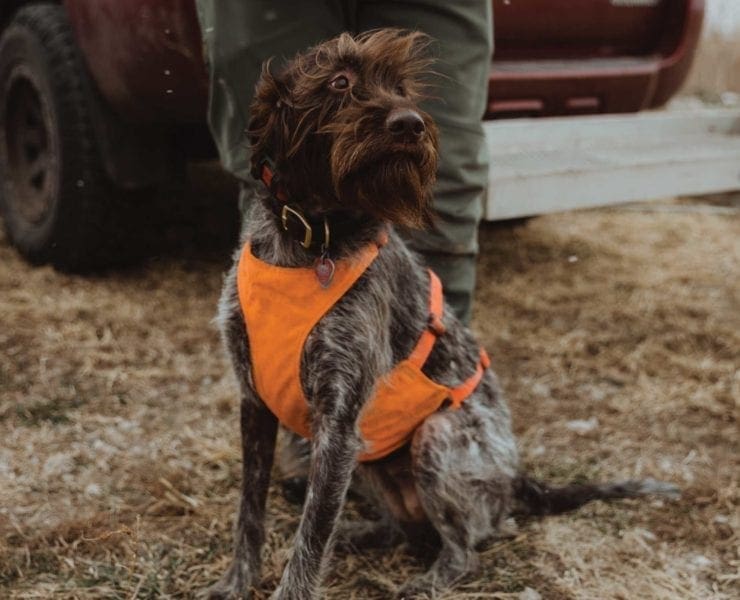 A purebred wirehaired pointing griffon on a hunt