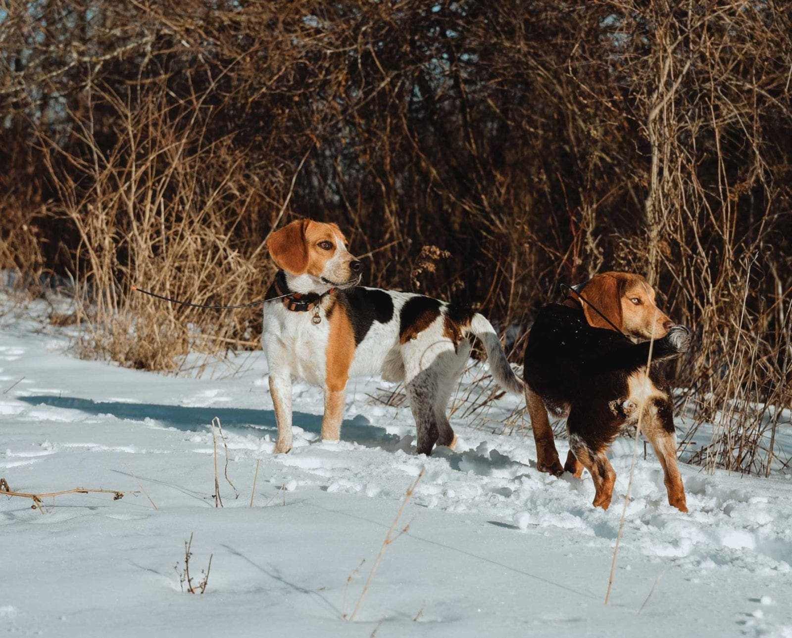A pack of beagles hunting rabbits