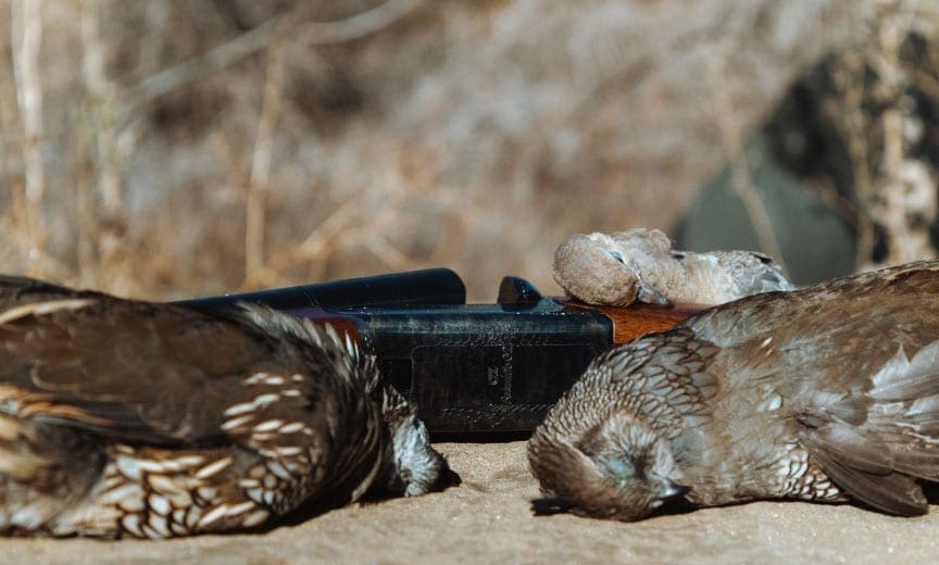A CZ Bobwhite being used for quail and dove. 
