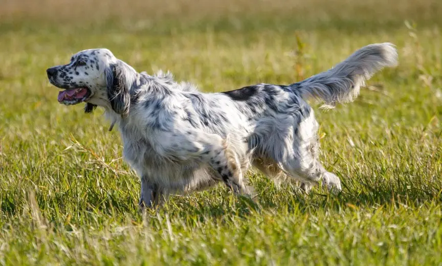 An English setter being trained in a field