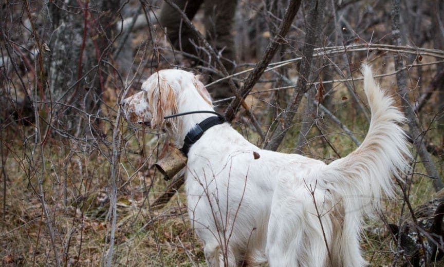 Hunting with an English setter