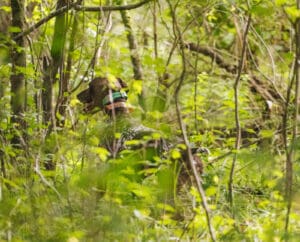 A bid dog flags while being trained in the woods.