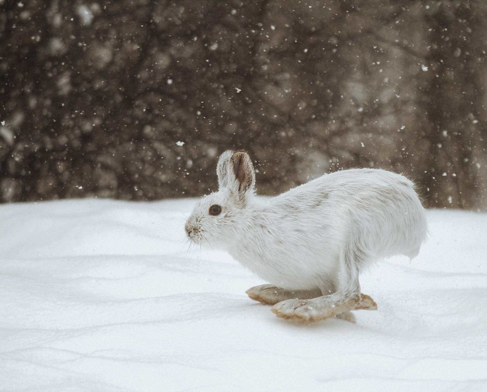 A snowshoe hare running from beagles