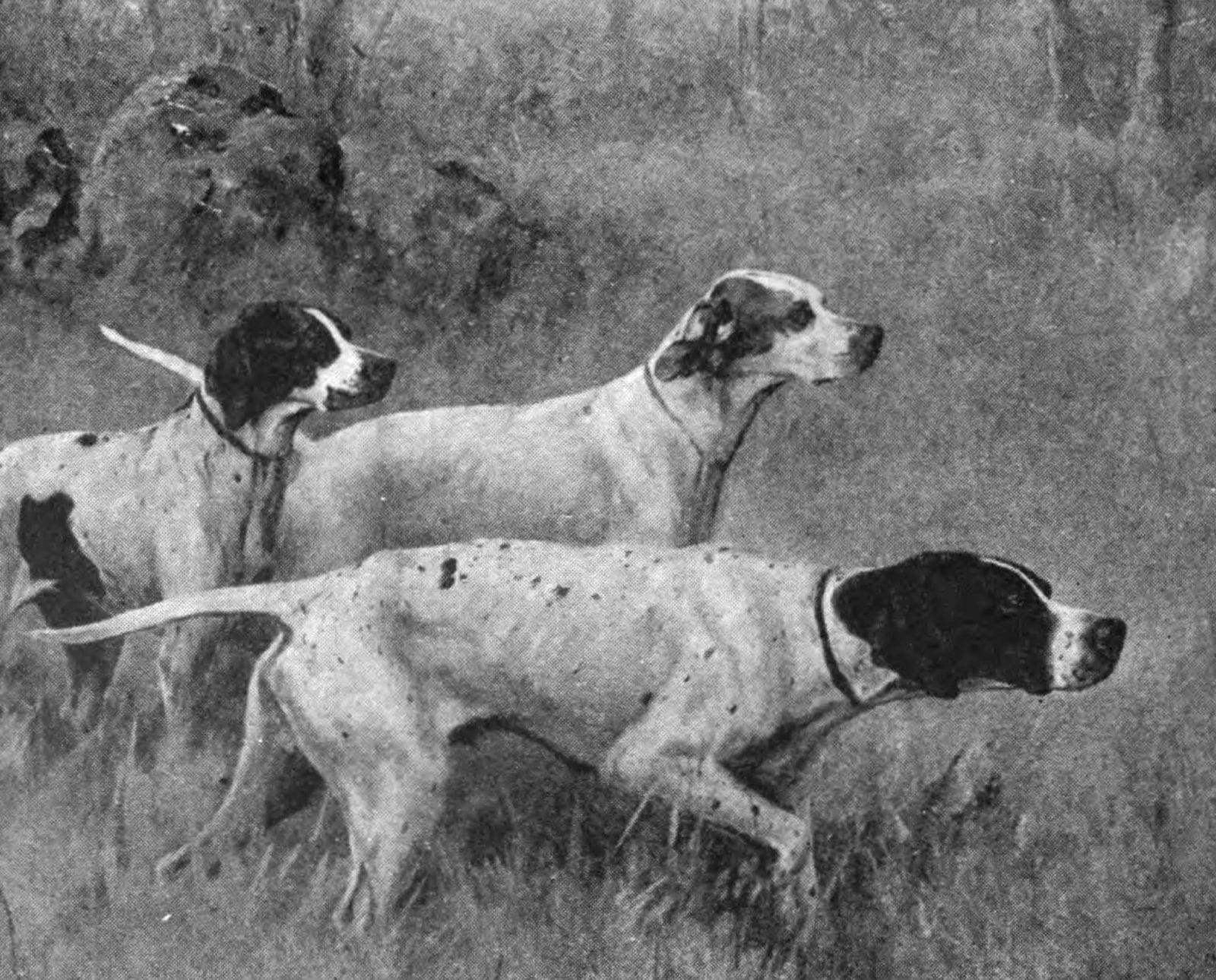 Early image of the English pointer during its development