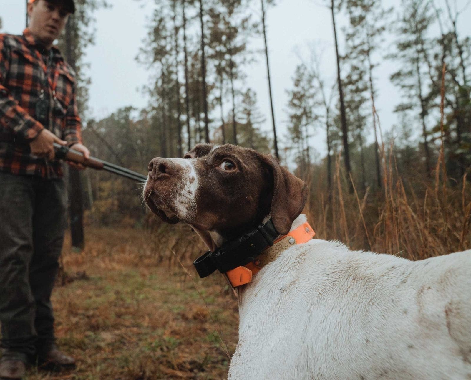 A dog trainer reads a bird dogs body language while training.
