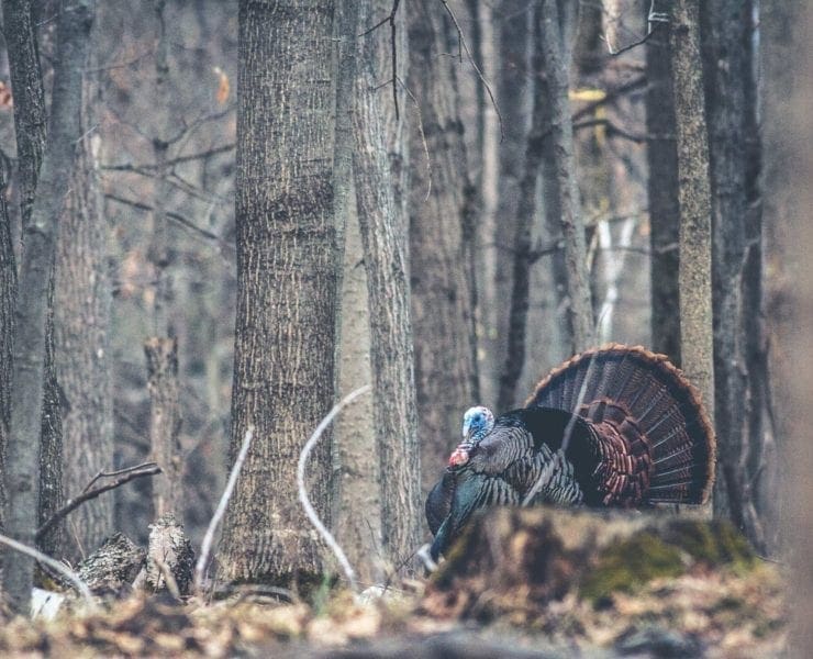 A wild turkey strutting in big woods.