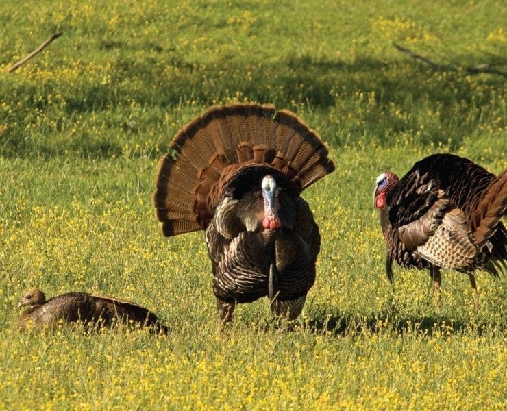 a mature tom ritually strutting to breed a hen wild turkey.