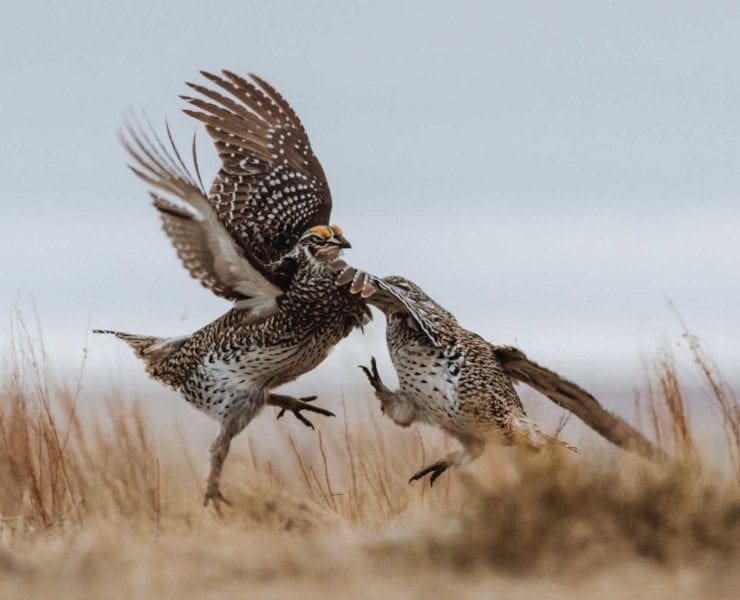 A sharp-tailed grouse dances on lek in Wisconsin