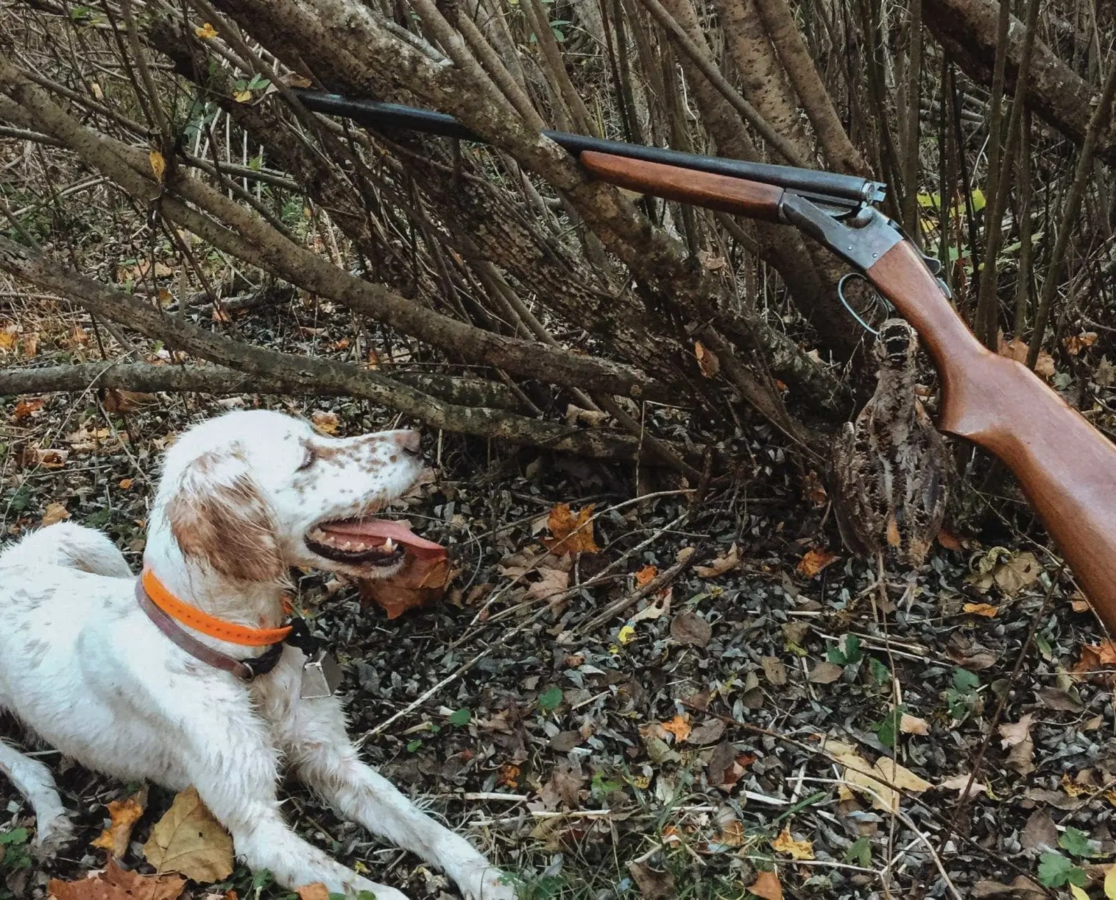 A day bird hunting with the Stevens 315 side-by-side shotgun