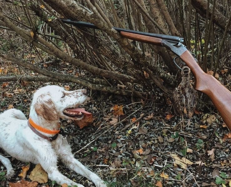 A day bird hunting with the Stevens 315 side-by-side shotgun