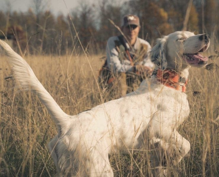 A bird dog trainer works on a flagging dog.