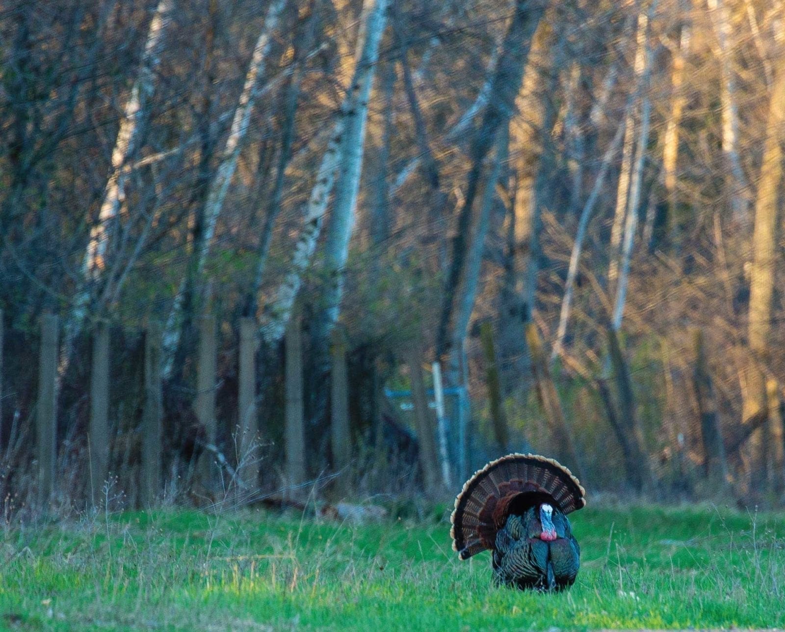 A turkey hangs up outside of shooting range.