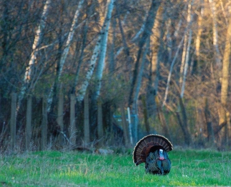 A turkey hangs up outside of shooting range.