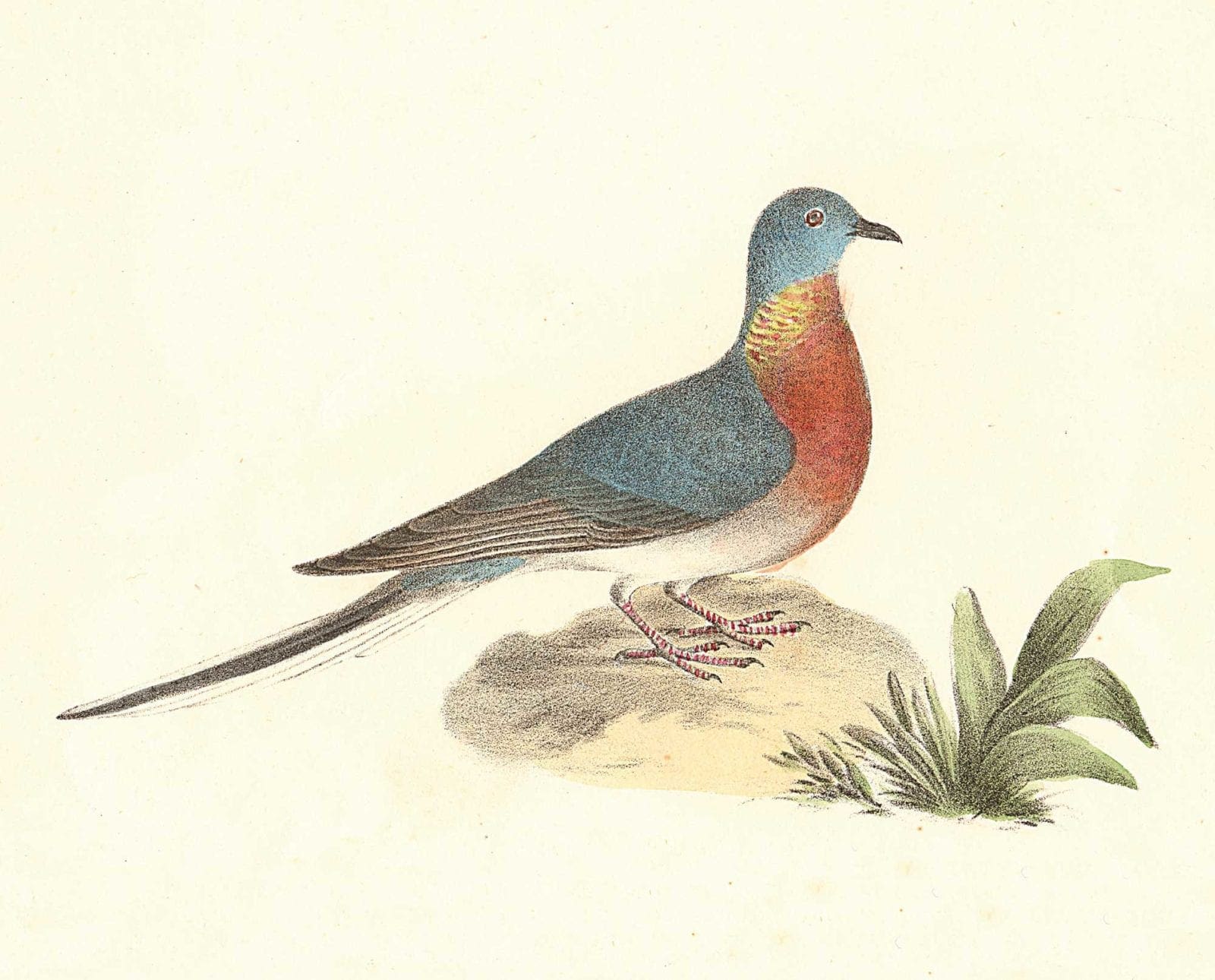 Passenger pigeon vintage bird lithograph - James De Kay, Zoology of NY