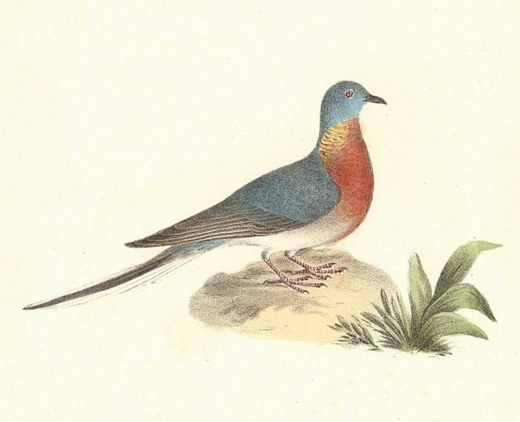 Passenger pigeon vintage bird lithograph - James De Kay, Zoology of NY