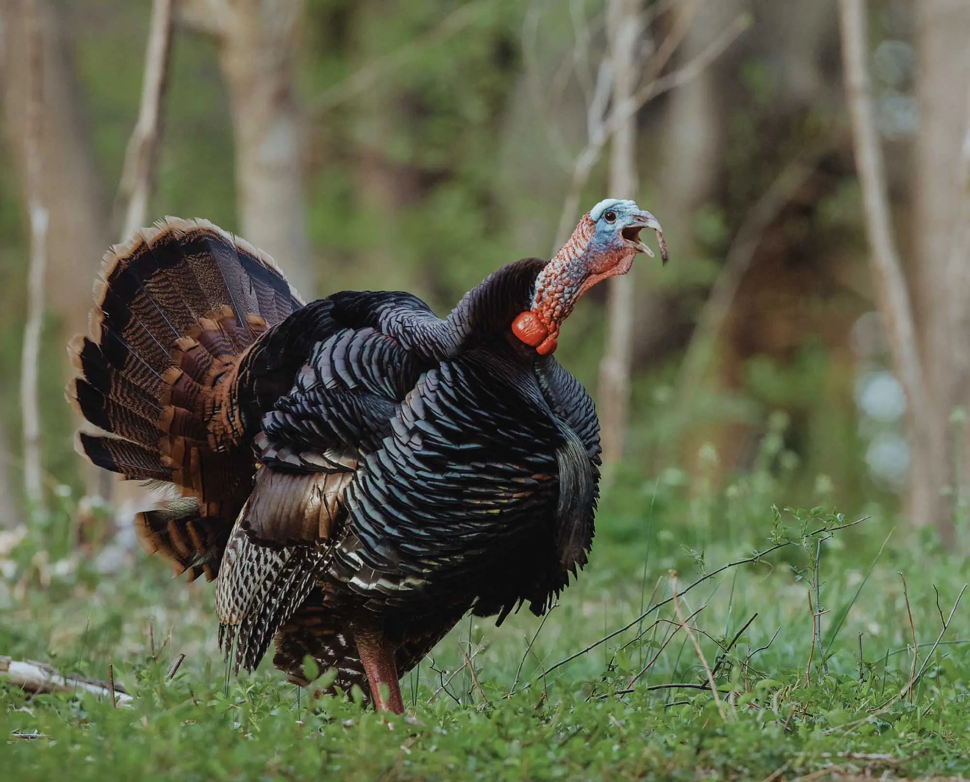 wild turkeys gobbling