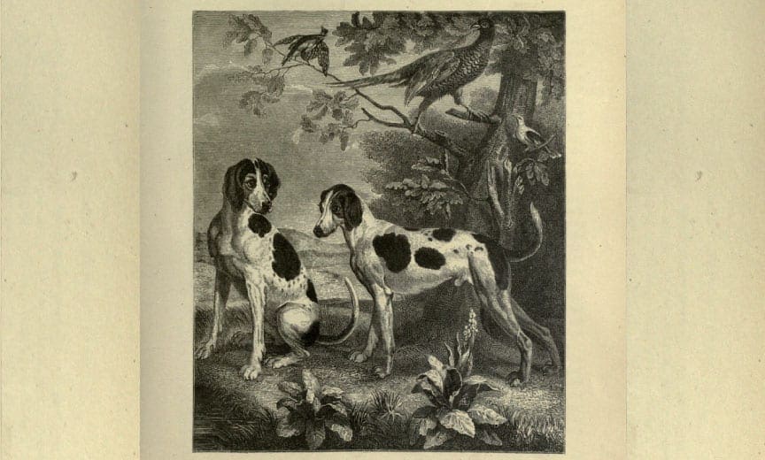 1700 A.D. drawing of Foxhound and Pointer Cross in France. 