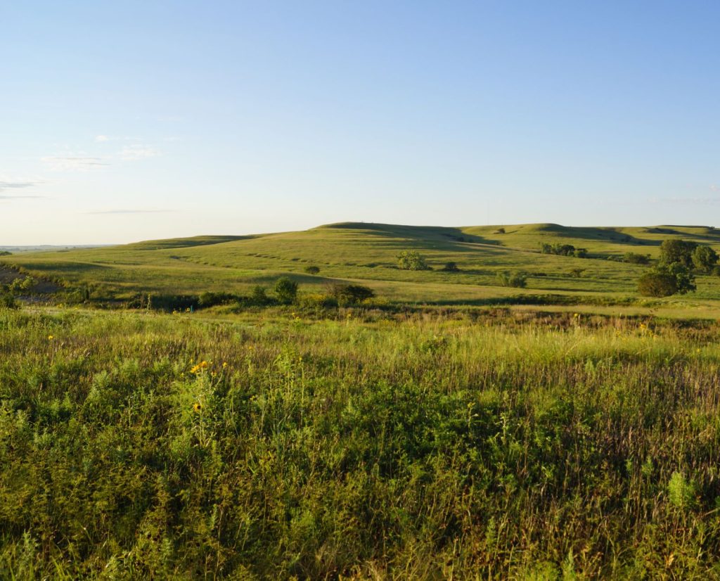 A native grassland with rolling hills, forbs, and scattered trees and bushes.