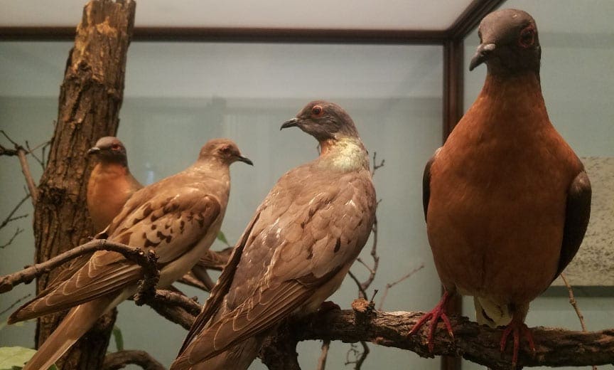 passenger pigeons at the Chicago Field Museum of Natural History