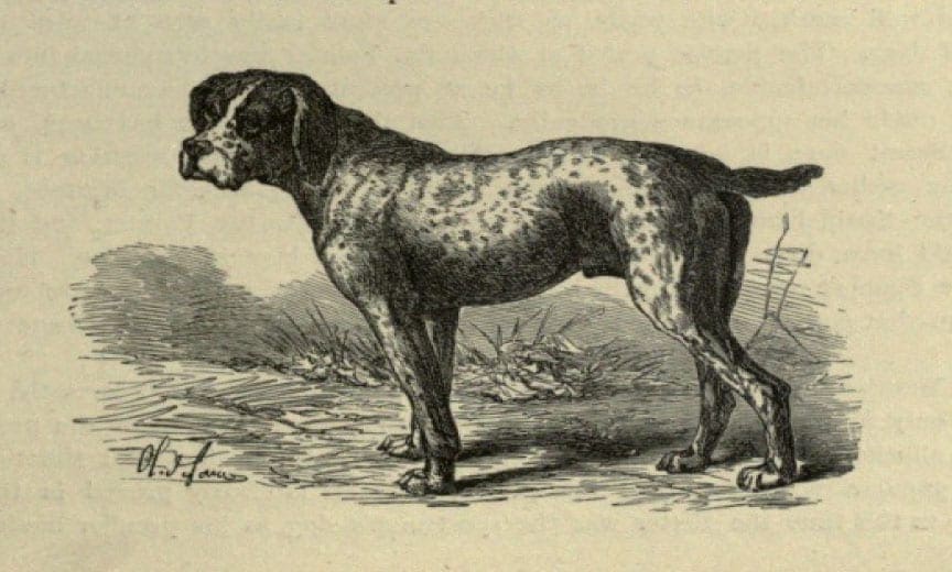 An ancient image of a Spanish pointer
