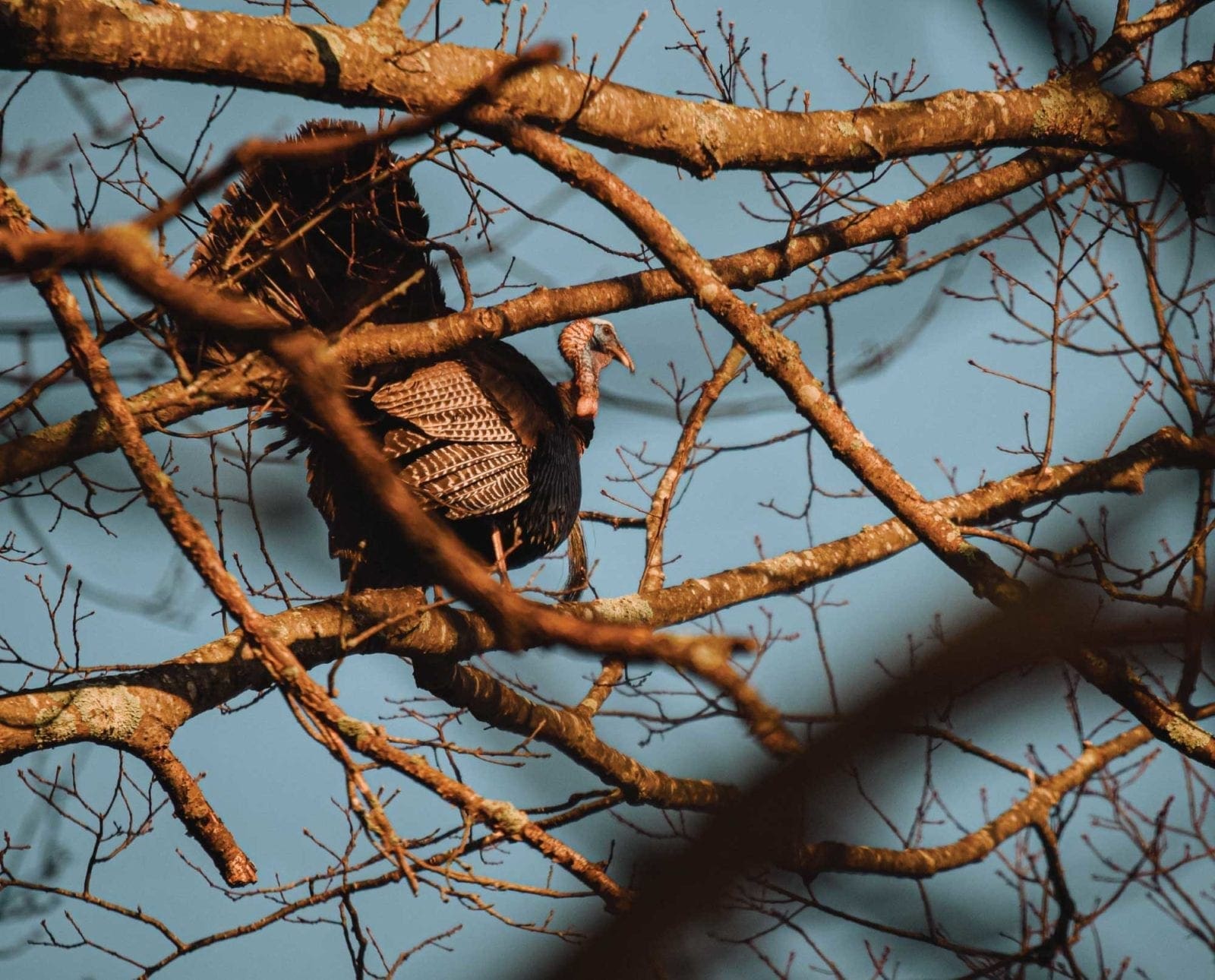 A wild turkey roosting in a tree