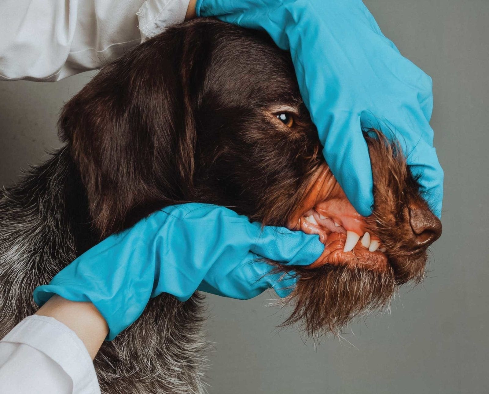 A veterinarian examines a hunting dogs teeth for dental disease