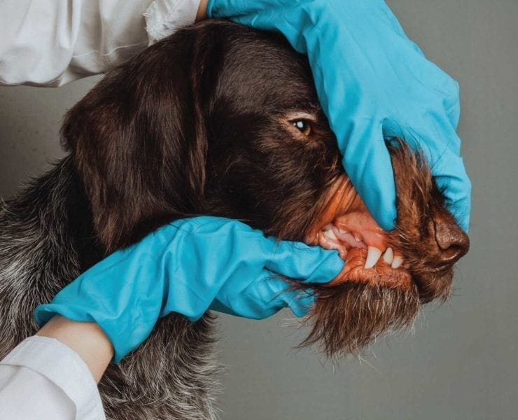 A veterinarian examines a hunting dogs teeth for dental disease
