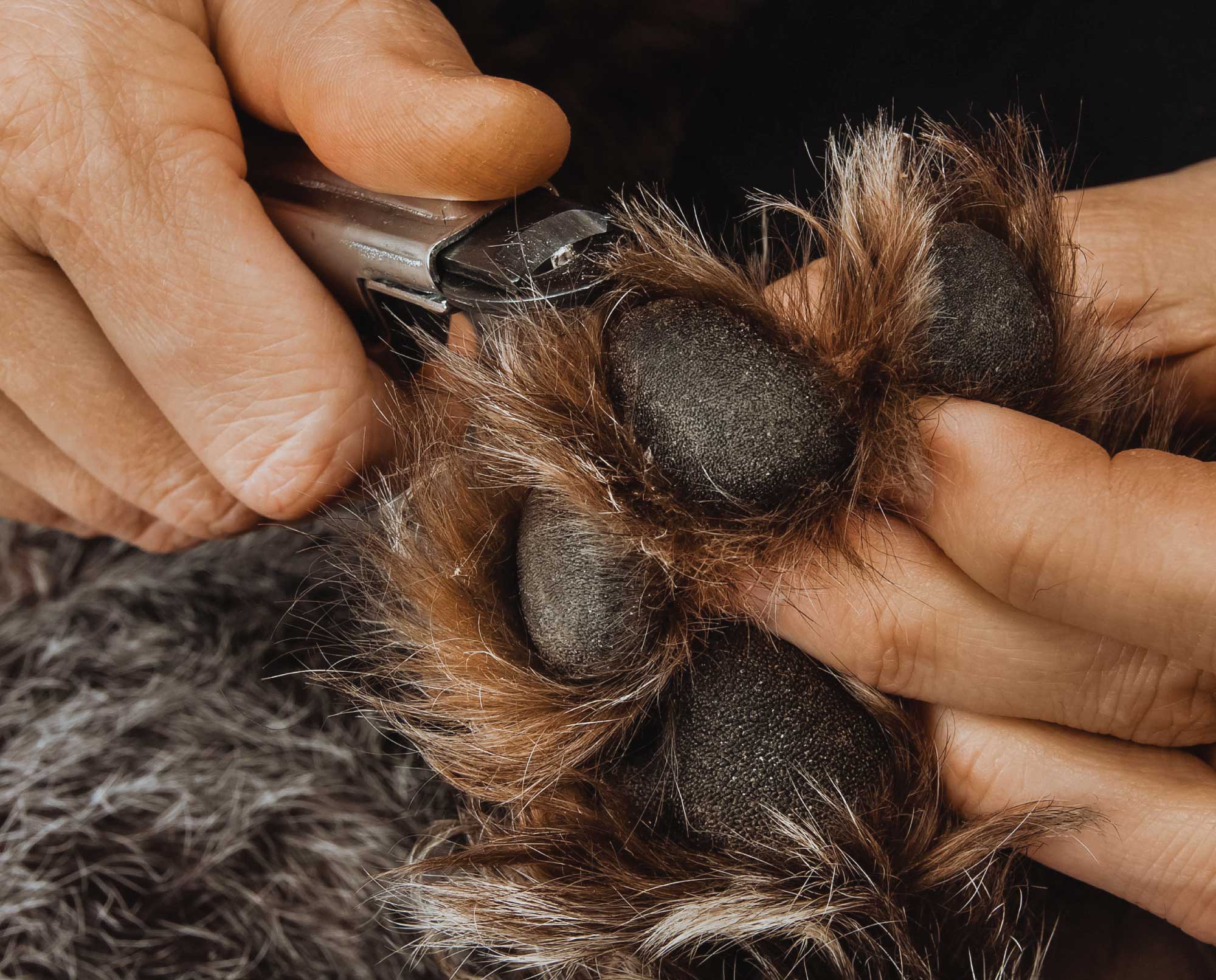 How to Properly Trim a Hunting Dogs Nails with Veterinary Dr. Joe Spoo