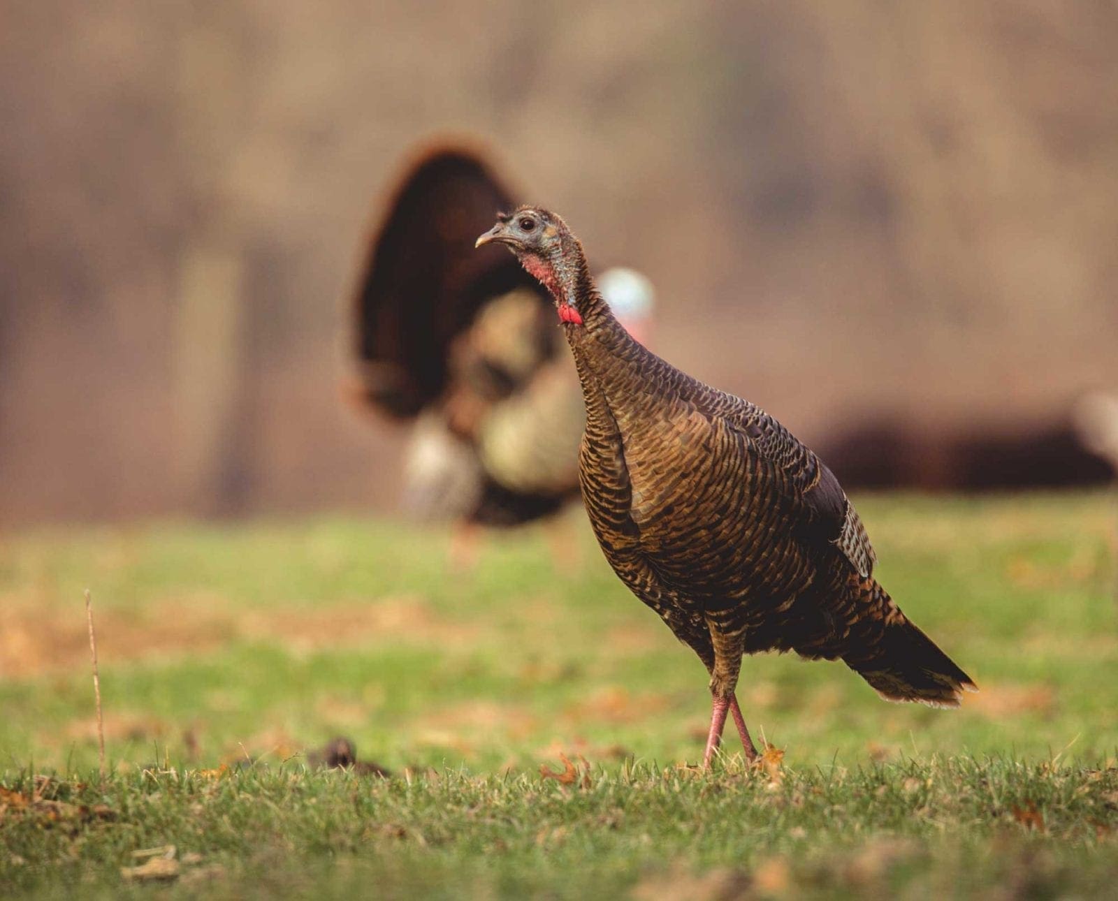 A wild turkey hen comes into a turkey call.
