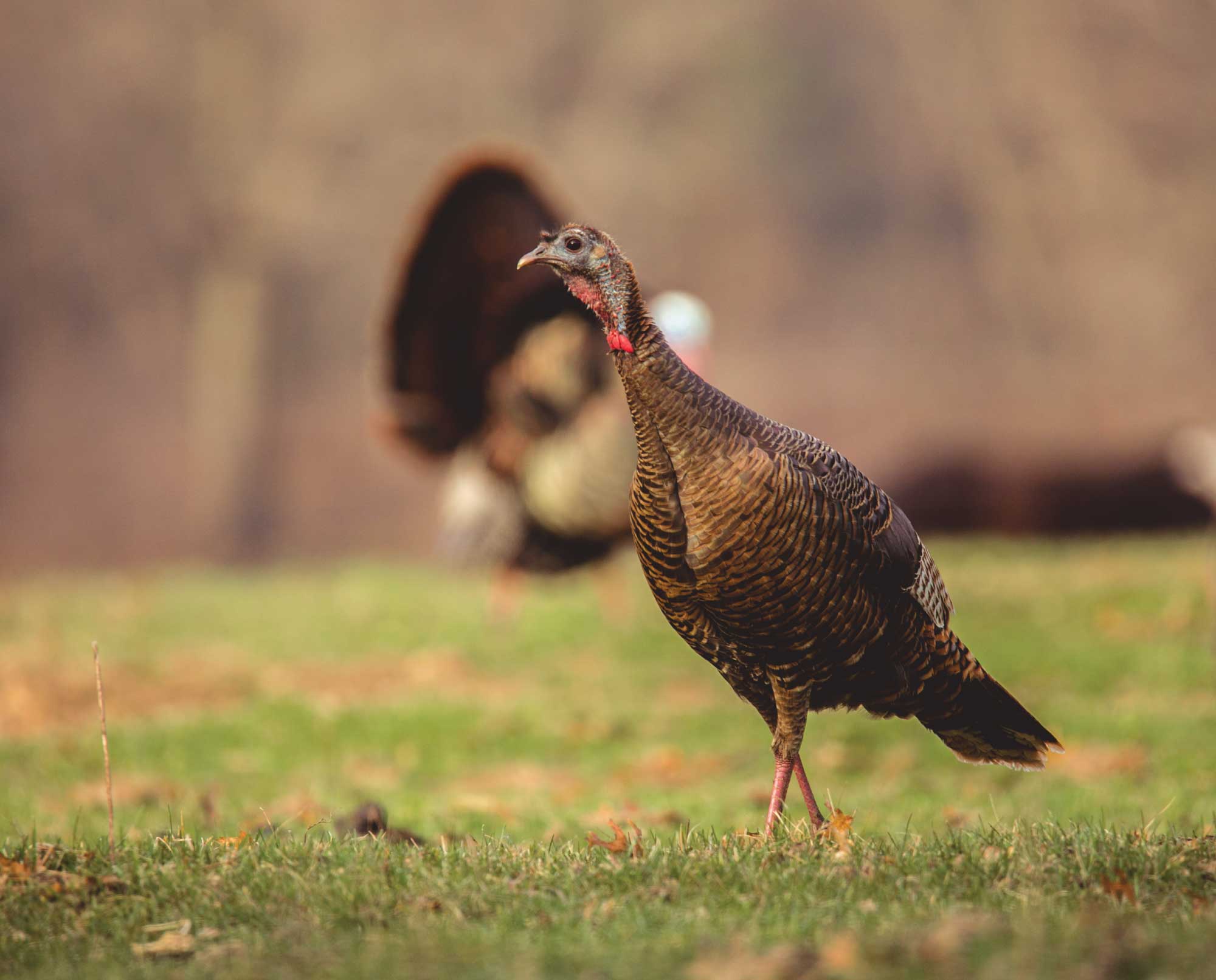 can you shoot hens during turkey season