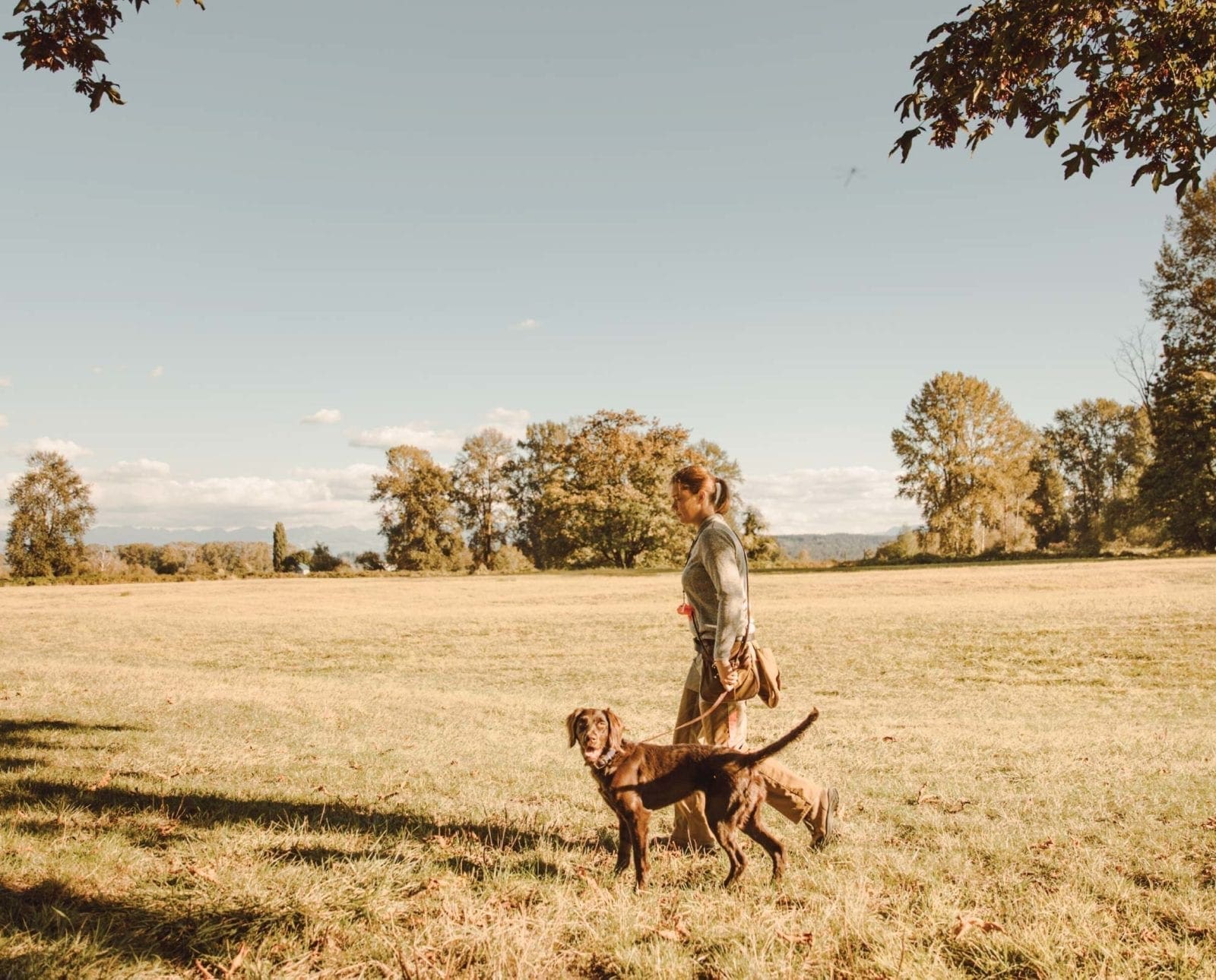 A bird dog trainer works a dog alone in a field