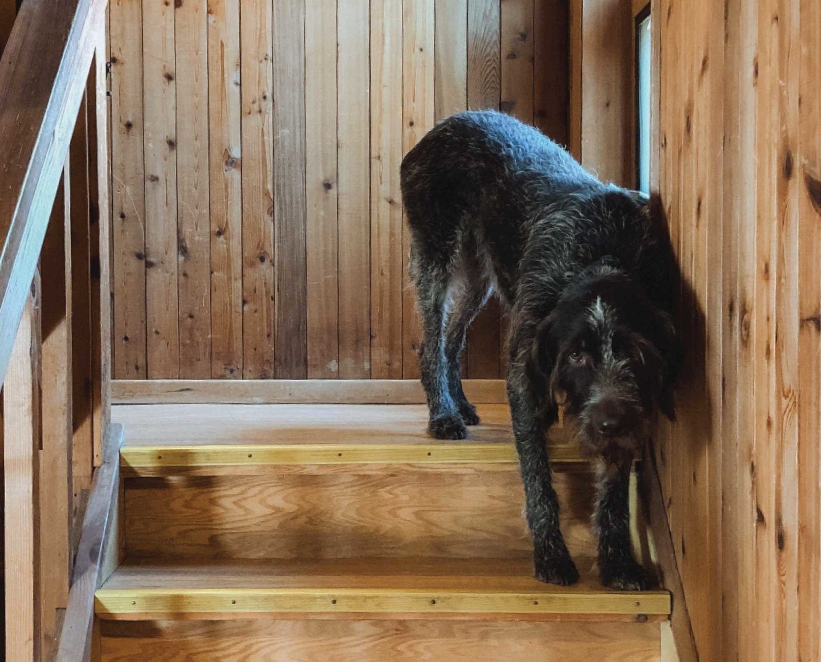 A bird dog on a staircase during whoa training.