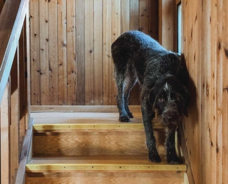A bird dog on a staircase during whoa training.