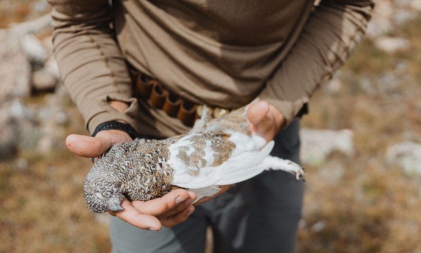 A hunter shows a white-tailed ptarmigan 