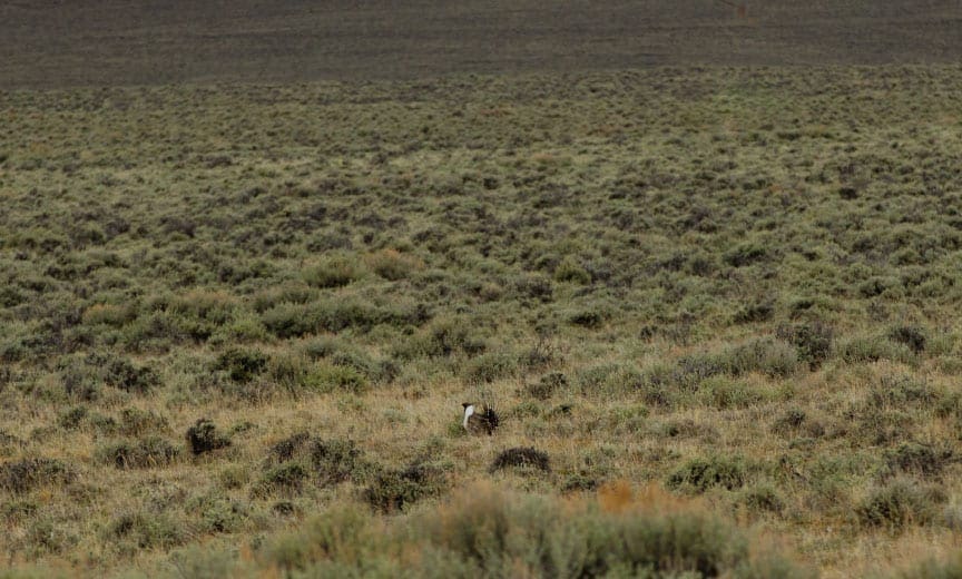 A lone sage grouse on a lek in Montana