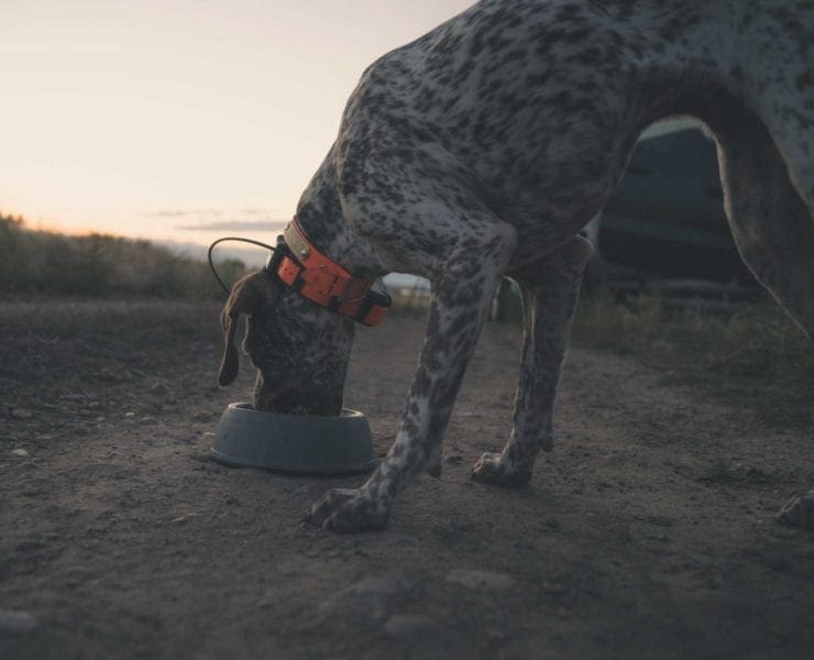 A hunting dog eating dog food with intestinal health probiotics.