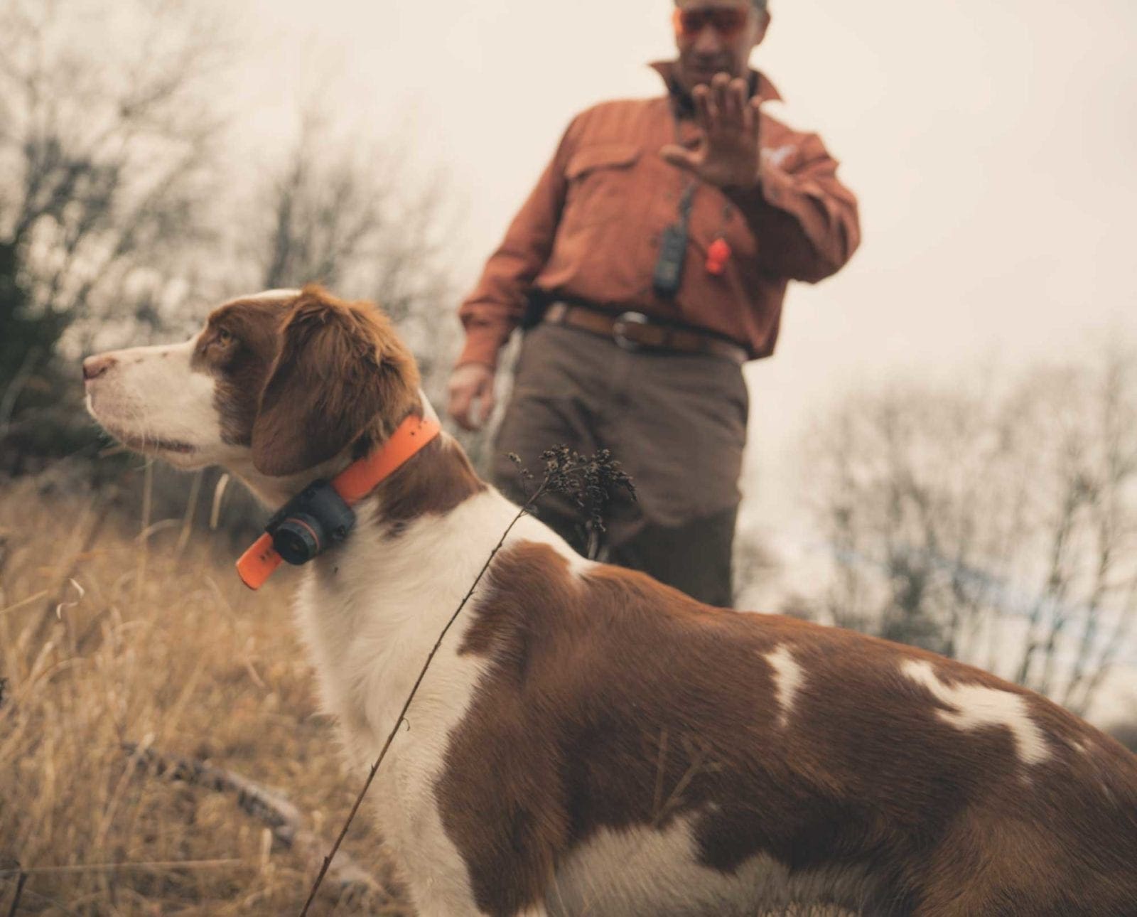 A dog trainer uses the whoa command on his American Brittany