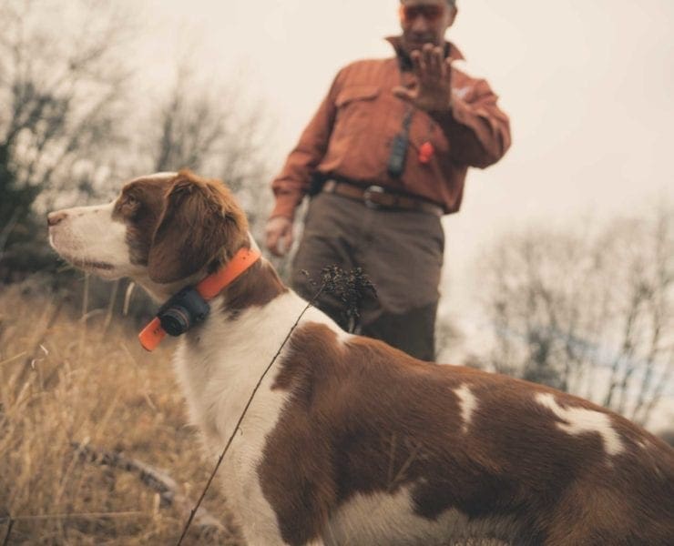 A dog trainer uses the whoa command on his American Brittany