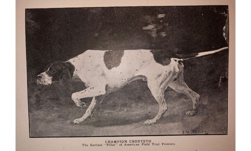 the American pointer Champion Croxtech
