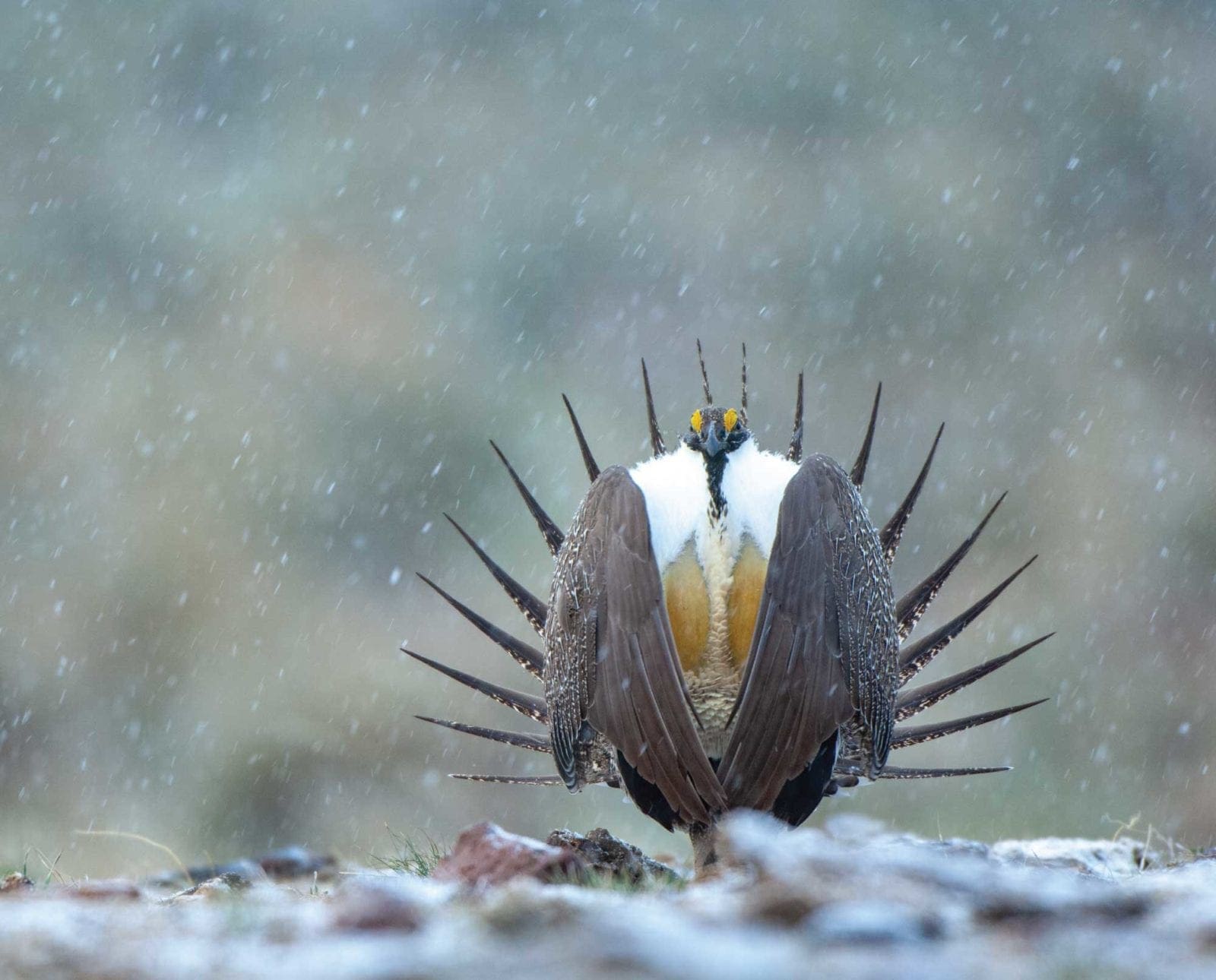 A sage grouse stands on a lek in the snow