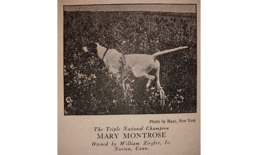 Triple National Champion Poniter Mary Montrose