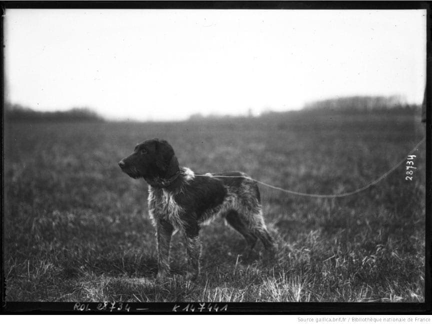 A wirehaired pointing griffon in a field trial in 1913