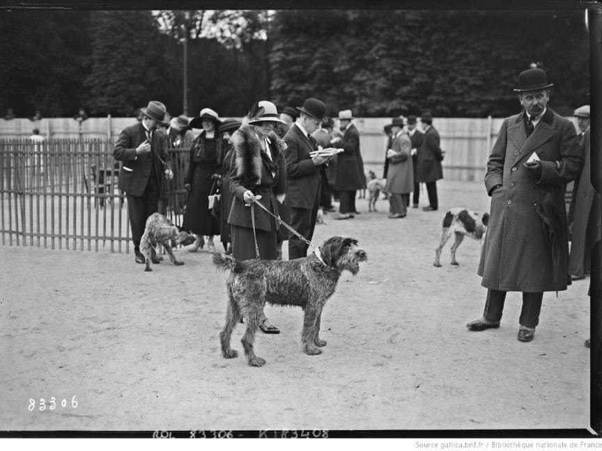Wirehaired pointing griffon in a dog show in France, 1923. 