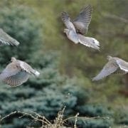 A flock of doves flying by