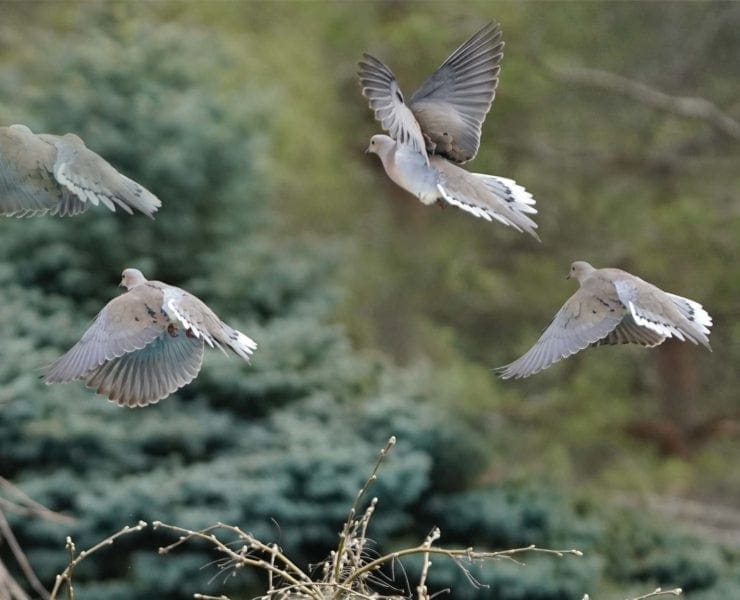A flock of doves flying by