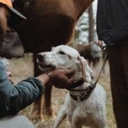 Durrell Smith looks at an Englsih setter at the black handlers field trial