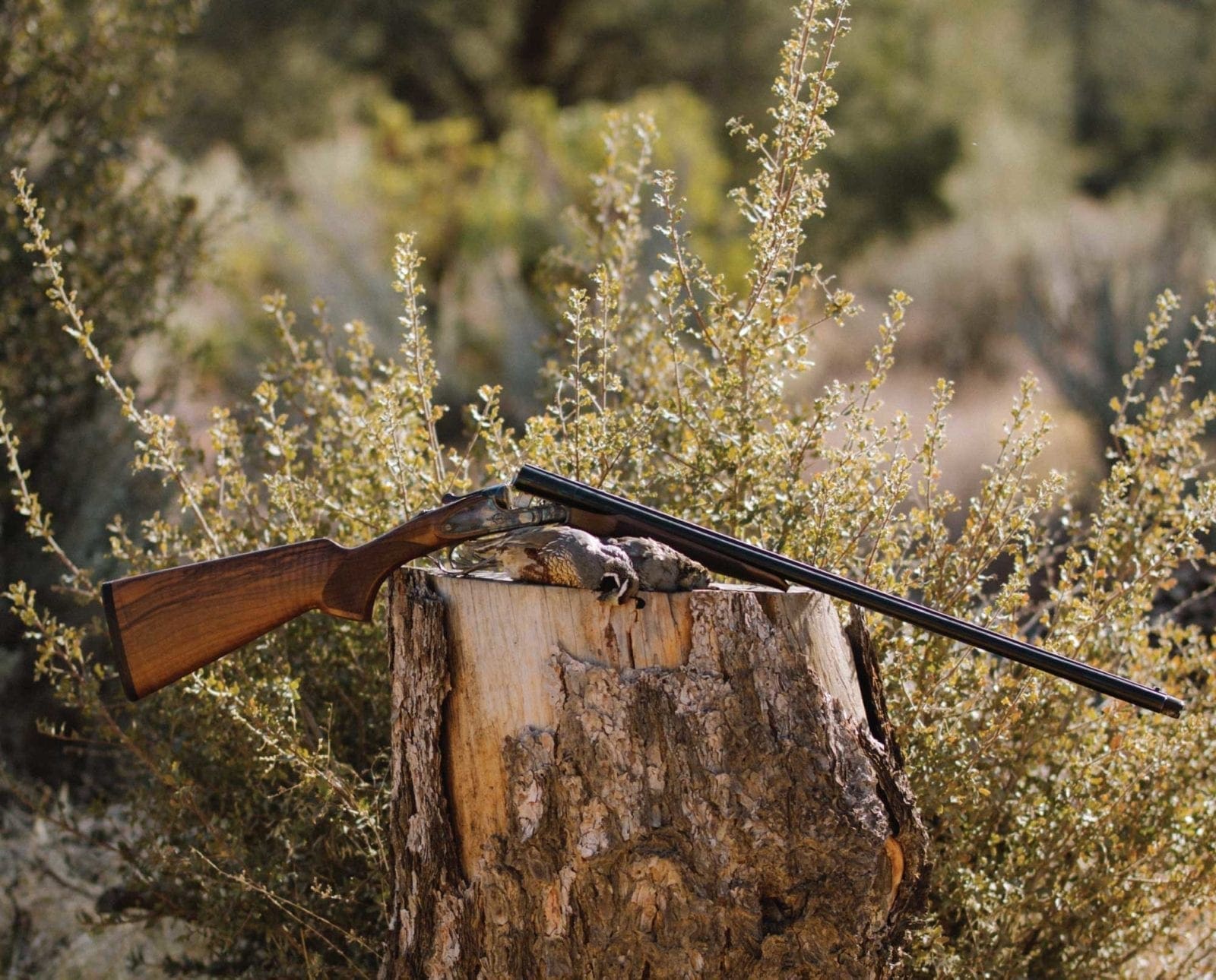 A CZ Shotgun being used on a bird hunt.